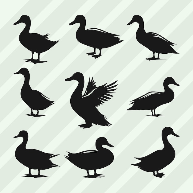 Bündel von Vektorsilhouetten von Enten Set aus verschiedenen Posen Enten-Sammlung
