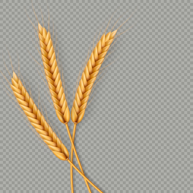 Bündel Weizenähren, getrocknete Vollkorn realistische Illustration
