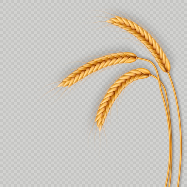 Bündel Weizenähren, getrocknete Vollkorn realistische Illustration