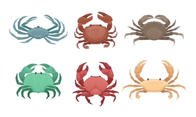 Bundle of Different Types of Crabs Vector Set Marine Seafood Concept