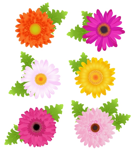 Bunte gänseblümchen (orange, rosa, magenta, gelb) mit blättern, auf weiß