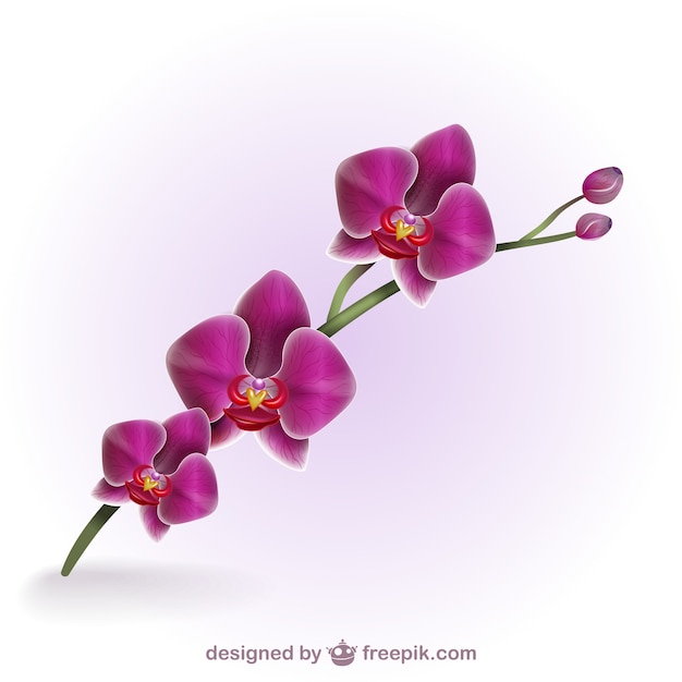 Vektor bunte künstlerische orchidee