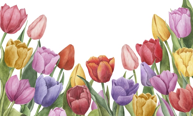 Bunte Tulpen Kartenvorlage Aquarell botanische Illustration Banner für Frühlingsgartenblumen