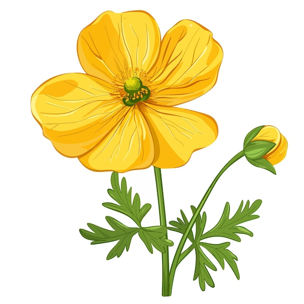 Vektor buttercupblumen