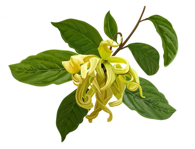 Vektor cananga zweig oder ylang getrennt auf weiß. heilpflanzen illustration