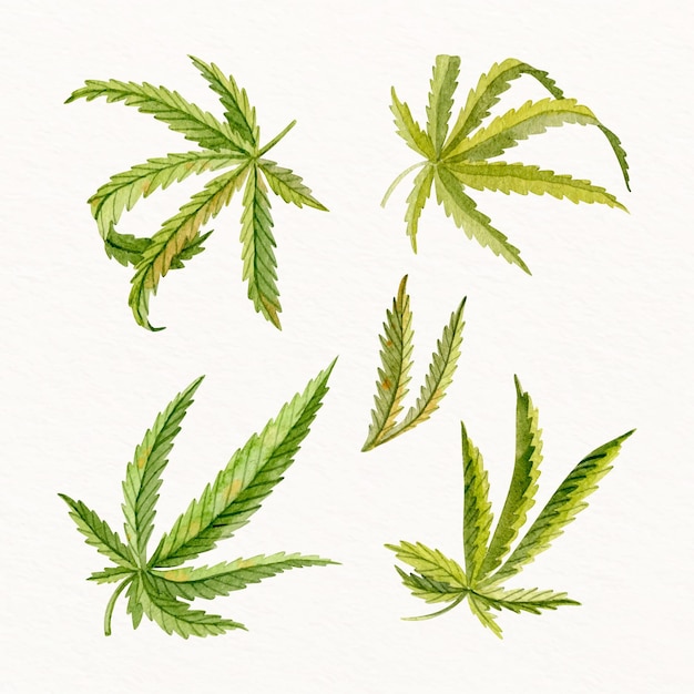 Cannabisblätter im aquarell-set