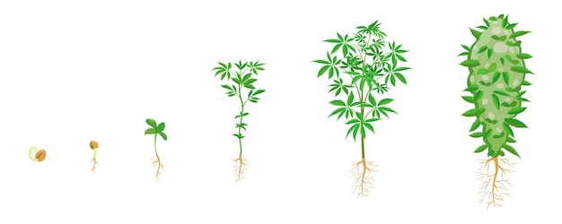 Cannabiswachstum in stadien marihuana sprießt infografik aussaat und wachstumszyklus von ganja