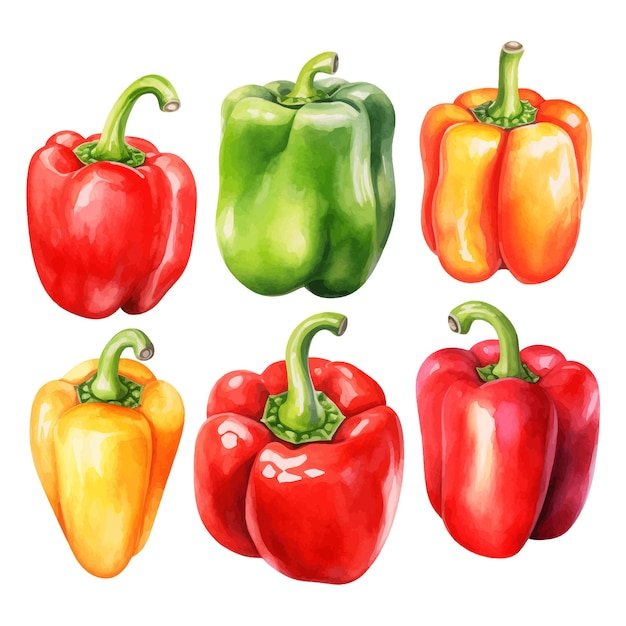 Vektor capsicum aquarell clipart weißer hintergrund