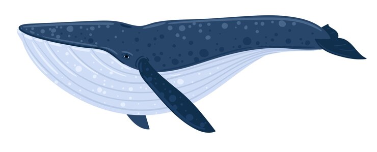 Cartoon-Blauwal. Unterwasserwelt, Meereslebewesen. Vektorillustration eines Wals.