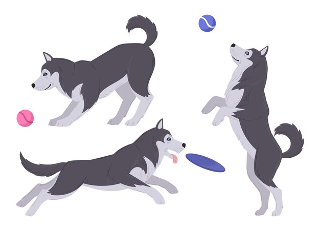 Cartoon, der husky spielt aktiver husky-welpe, der mit ball und frisbee spielt glückliche energetische huskys flache vektorgrafiken