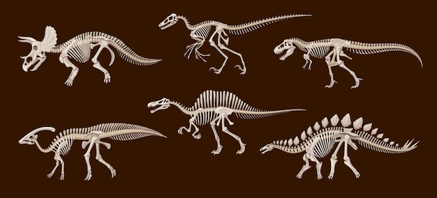 Vektor cartoon dinosaur fossil skeletons dino skulls