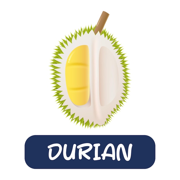 Cartoon-durian-fruchtvektor isoliert auf weißem hintergrund