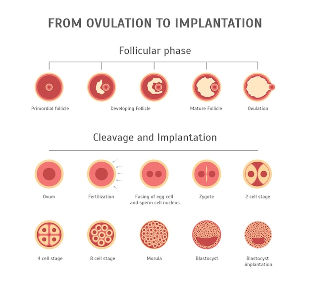 Cartoon In-vitro-Fertilisation Karte Poster Vektor