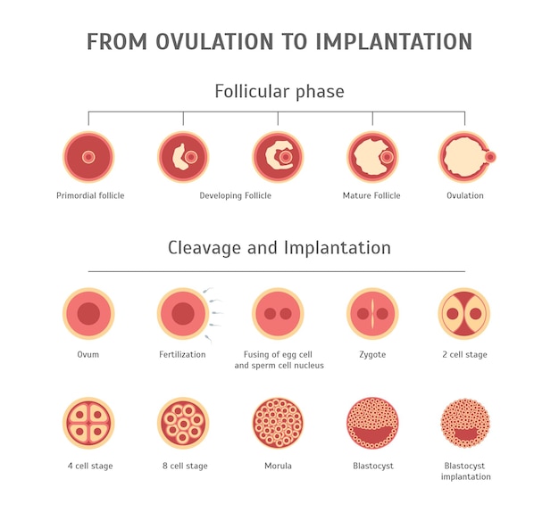 Cartoon in-vitro-fertilisation karte poster vektor