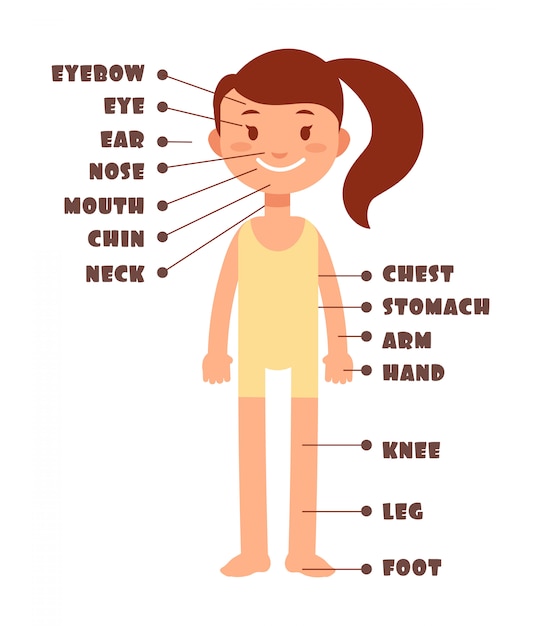 Cartoon kleines mädchen. wortschatz der menschlichen körperteile festgelegt
