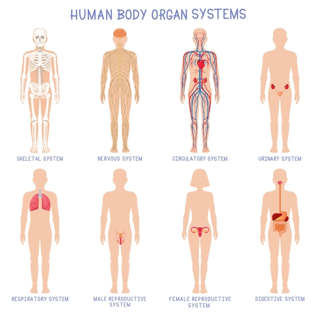 Cartoon organe des menschlichen körpers. anatomische biologische systeme, skelett, nervös und reproduktiv