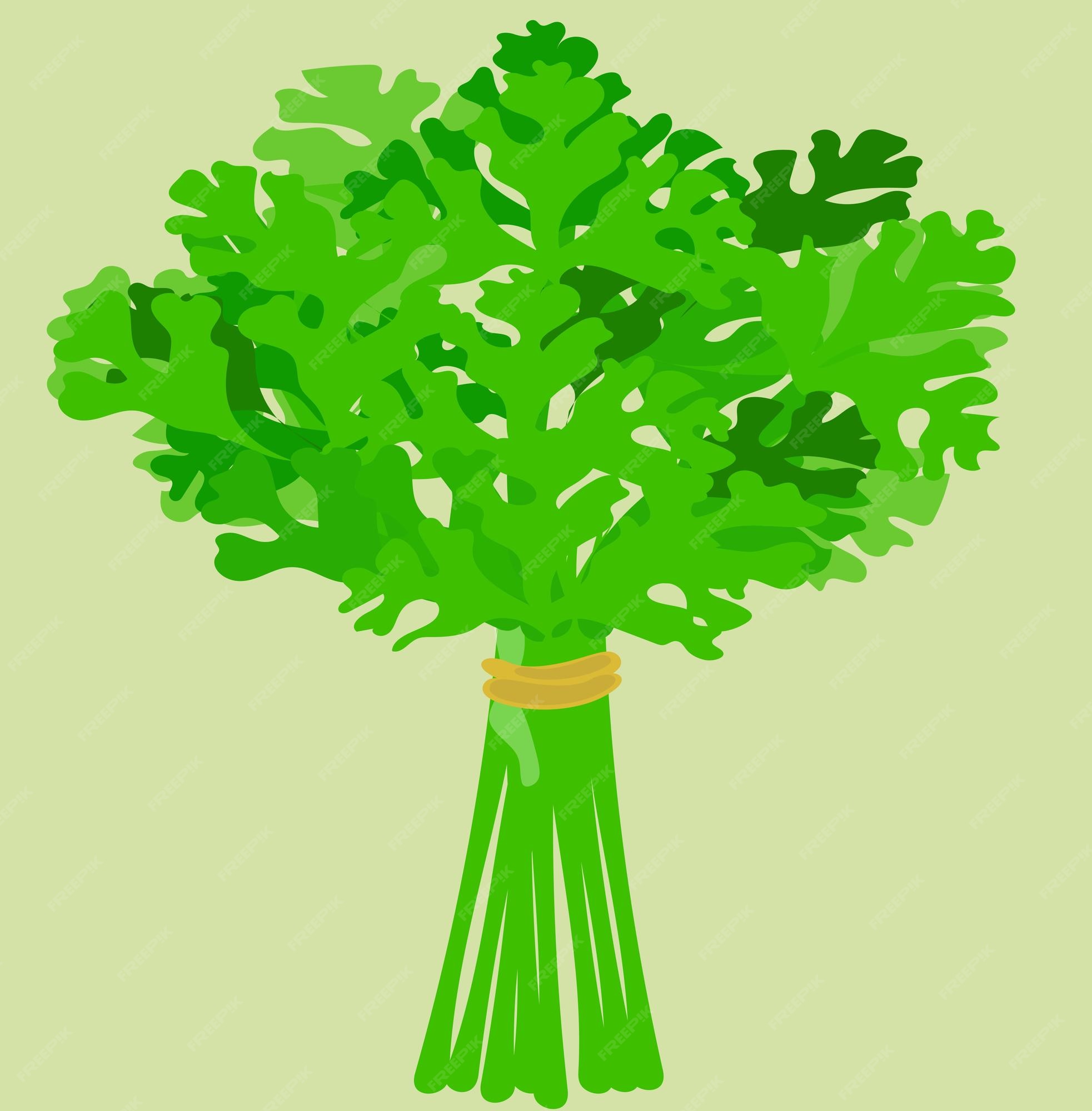 Cartoon Petersilie Illustration Essen Vektor lustige Zeichnung Clipart