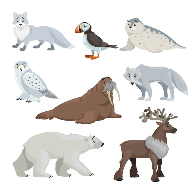 Cartoon polare und arktische tiere. schneefuchs, robbe, papageientaucher, walross, wolf, eisbär und rentier. sammlung von pädagogischen vektorillustrationen.