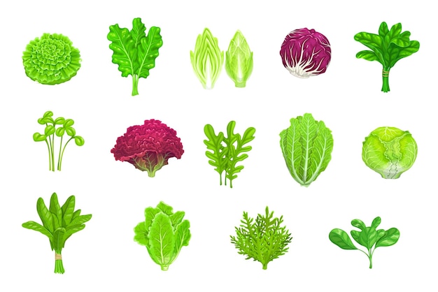 Cartoon-Salat, Gemüse, Salate und grüne Blattnahrung, isolierte Vektorsymbole. Salatsalate aus Grünkohl, Spinat oder Chinakohl, Rucola, Chicorée oder Brunnenkresse und Mangoldsalat oder Radicchio-Salat