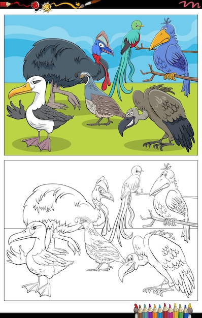 Cartoon vögel tierfiguren malbuch seite