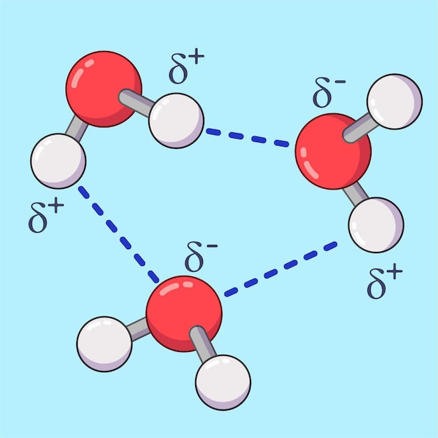 Cartoon-wassermoleküle mit wasserstoffbrückenbindungen