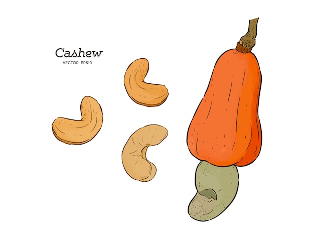 Cashew. Handzeichnung -