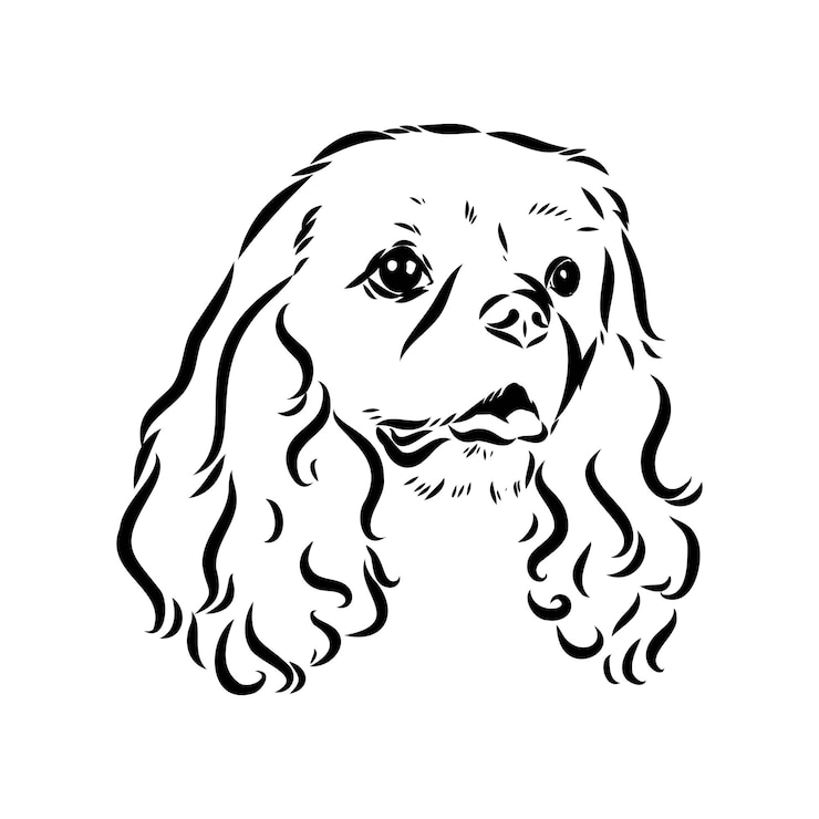 Vektor cavalier king charles hund vektorbild silhouette