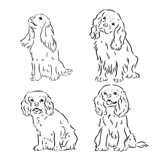 Cavalier king charles hund vektorbild silhouette