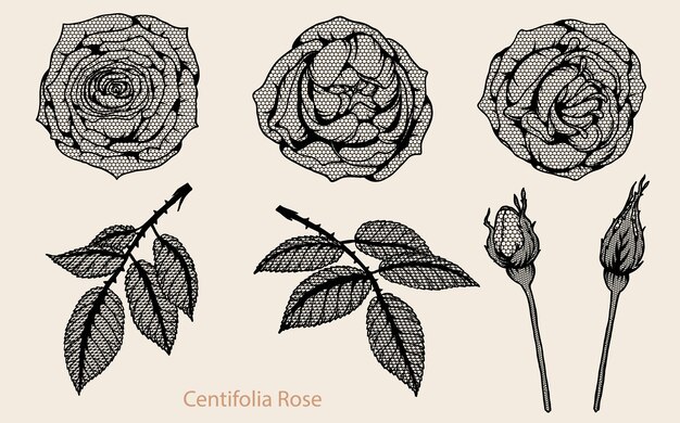Centifolia rosafarbene spitzevektorsatz eigenhändig zeichnend.