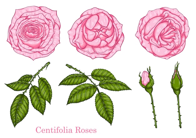 Vektor centifolia rosenvektor eigenhändig zeichnen