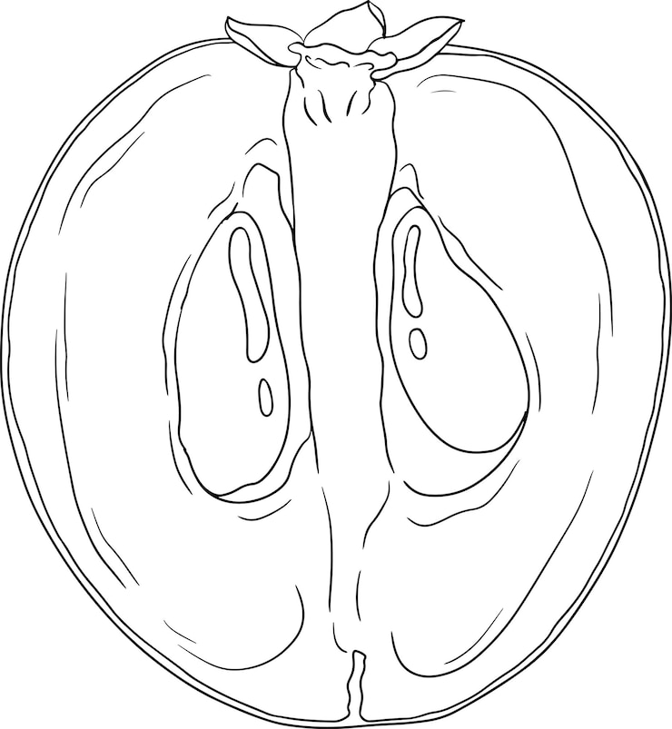 Vektor chiku-elemente sapodilla naseberry pouteria linie früchte vektor botanisches design von exotischen tropischen