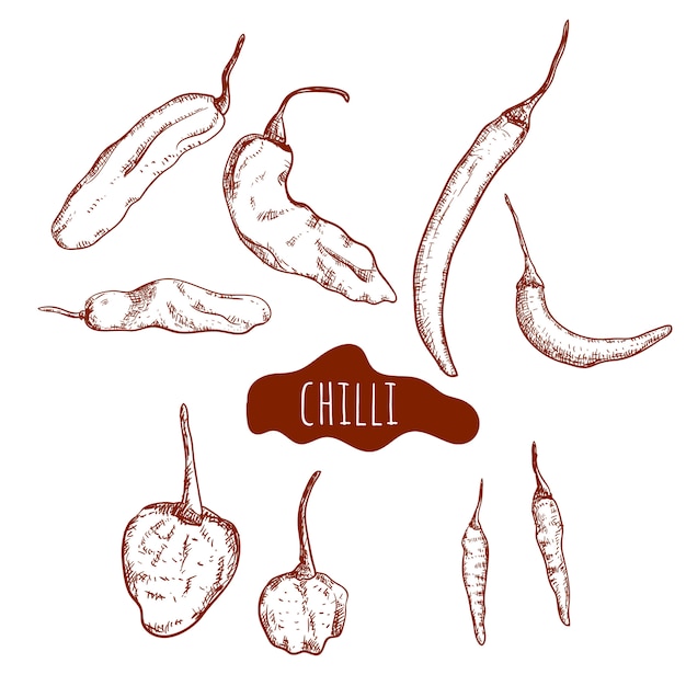 Chili hand gezeichnetes set