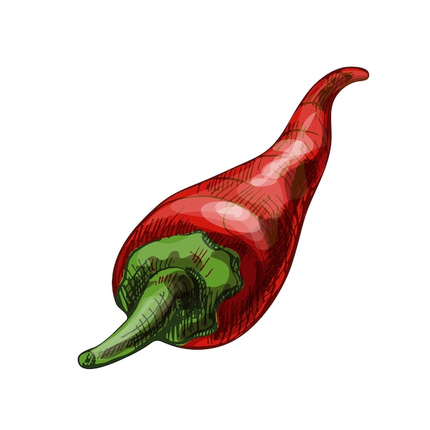 Vektor chili rot ganze paprika vektor vintage schraffur farbabbildung isoliert auf weißem hintergrund handgezeichnetes design