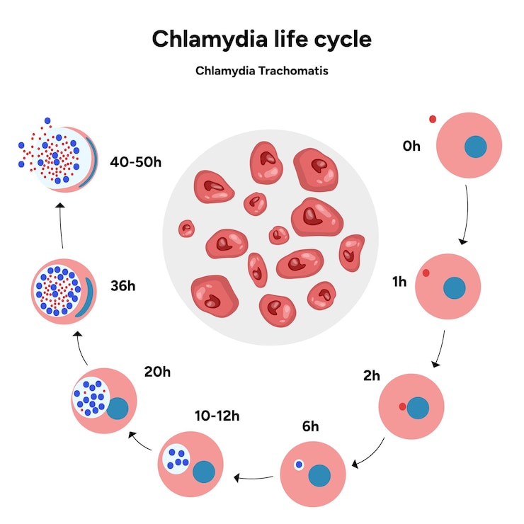 Vektor chlamydia trachomatis lebenszyklus infektionen des reproduktiven systems bei frauen und männern medizinische erkrankung