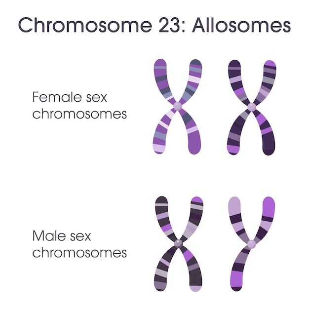 Chromosomen 3 und 4