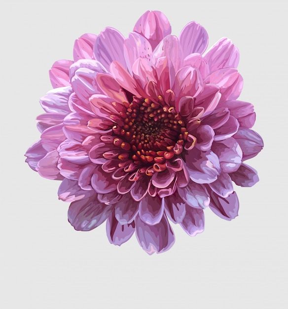 Chrysantheme realistischer Vektor