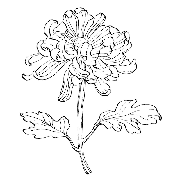 Vektor chrysanthemen-skizzenillustrationsentwurf