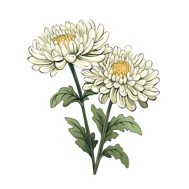 Vektor chrysanthemenblüten-vektor-cliparts weißer hintergrund