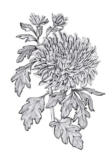 Chrysanthemenmuster