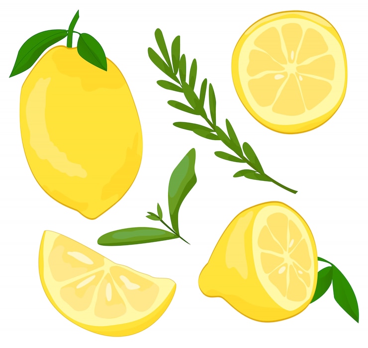 Vektor citrus lemon fruchtillustration