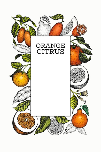 Citrus-vorlage. hand gezeichnete farbfruchtillustration.