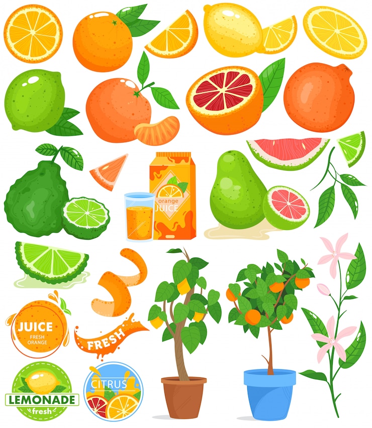 Vektor citrusfruchtvektorillustrationssatz.