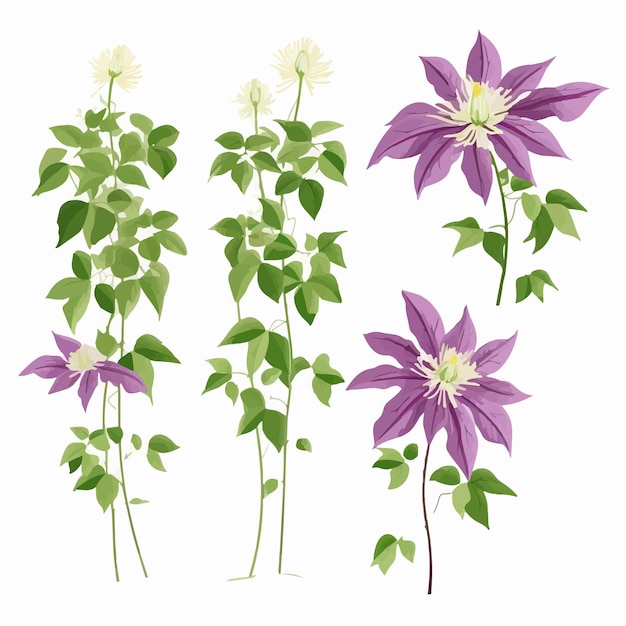 Clematis-Blumengrafik im Retro-Stil für Vintage-Projekte