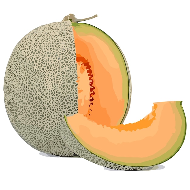 Clip-Art-Vektor Melone