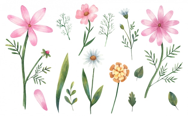 Clipart Blumen, rosa Gänseblümchen, Blätter, Zweige Aquarellillustration auf einem weißen Hintergrund