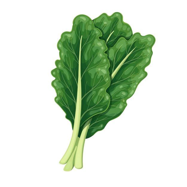 Collard dunkelgrünes Blattgemüse, Vektorillustration.