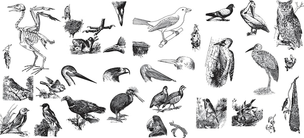 collection of bird illustrations