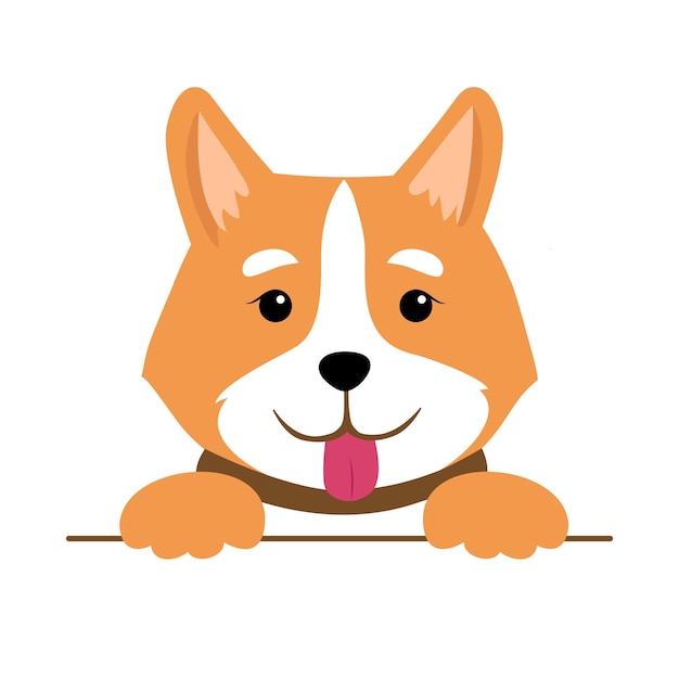 Corgi-Kopf auf weißem Hintergrund
