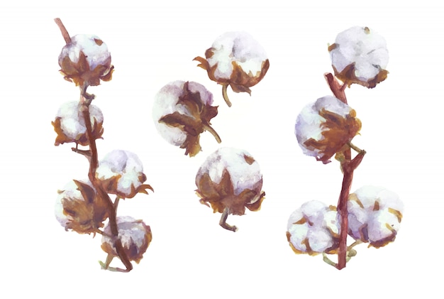 Vektor cotton bolls aquarell zweig und kranz malerei. handgezeichnete botanische set