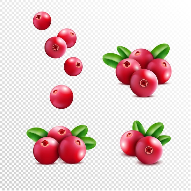 Cranberry Realistische Himbeerfrüchte Vitaminbeeren Sommernahrung und Blätter gesunde Pflanze Bio-Cowberry Botanische Elemente für Lebensmittel- und Kosmetikverpackungen Vektor isolierte Illustration